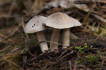 Closeup of wild mushrooms