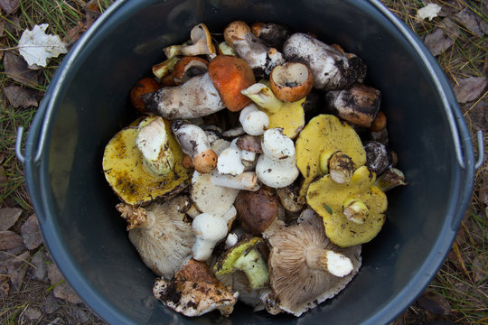 Closeup of wild picked up mushrooms