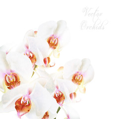 Beautiful vector white phalaenopsis orchids isolated on white