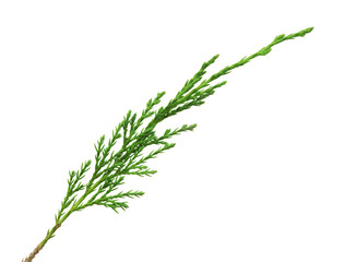 green thuya branch on white