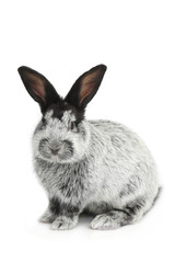 Obraz premium gray rabbit