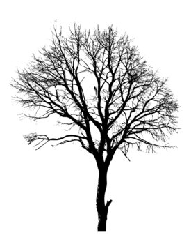 52 875 Best Dead Tree Images Stock Photos Vectors Adobe Stock 52 875 Best Dead Tree Images Stock Photos Vectors Adobe Stock