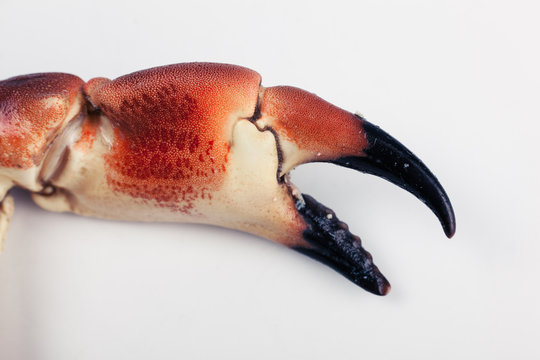 Crab claw on a plate