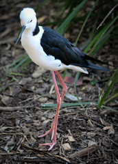 Delicate Stilt