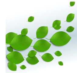 Green leaves background.