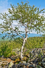 Birch on a mountain top