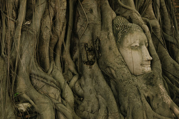 Tree of buddha and buddha head 