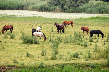 horses on pasture farmland landscape