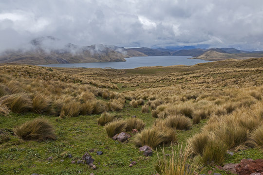 Pajonales de la laguna La Mica