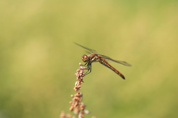 Japanese Autumn darter (Sympetrum frequens) in Japan
