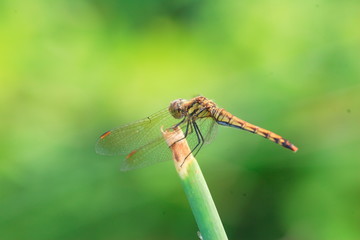 Japanese Autumn darter (Sympetrum frequens) in Japan