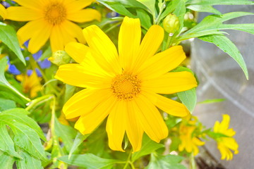Mexican Sunflower Weed, Tithonia diversifolia (Hemsl.)