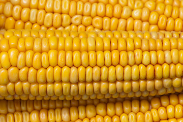 raw fresh yellow corn cobs texture