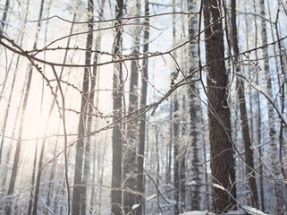 winter background of snowy forest