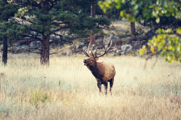 Deer