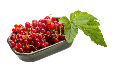 Red currant