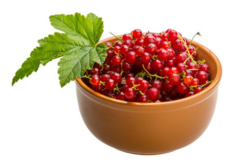 Red currant