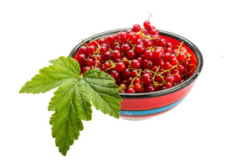 Red currant