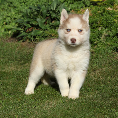 Beautiful siberian husky standing in the garden