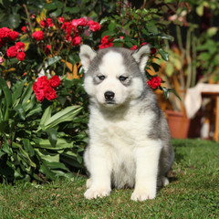 Beautiful puppy of siberian husky in the garden