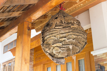 big wasp nest