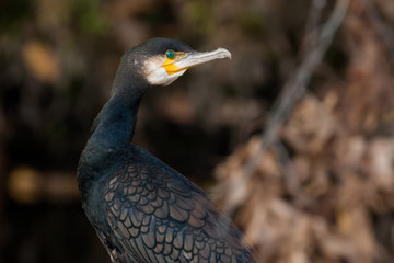 Kormoran