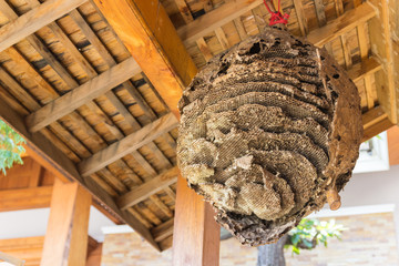 big wasp nest