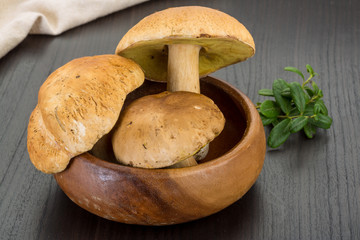 Boletus mushroom