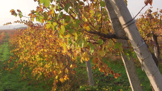Vineyards in fall near Inkerman