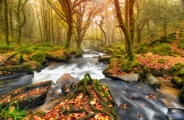 Panele Szklane Podświetlane  Rzeka Las Jesienny