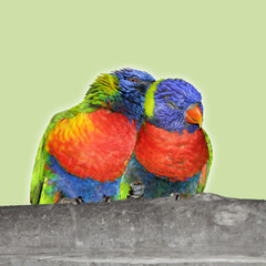 Two birds in love