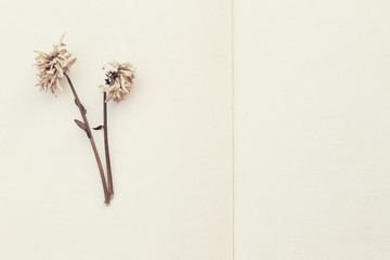 Dried flowers on mulberry paper
