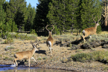 Mule Deer at Tuolumne meadows