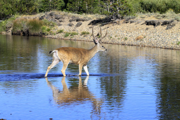 Obraz na płótnie Canvas Mule Deer at Tuolumne meadows