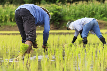 Naklejka na ściany i meble Thailand farmers rice planting working