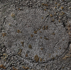 Lichen on the surface of rotten tree