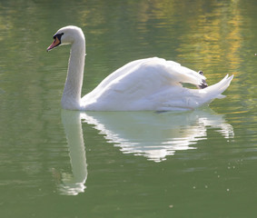 Fototapeta premium white swan on the lake