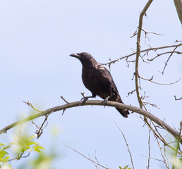 black raven on nature