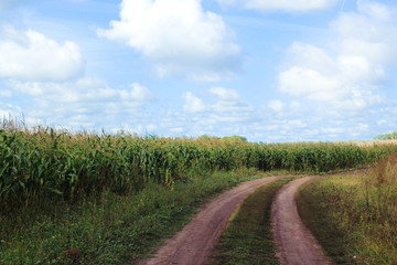 Fototapeta na wymiar Кукурузное поле