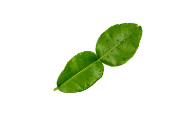 Kaffir lime leaves  isolated on a white background