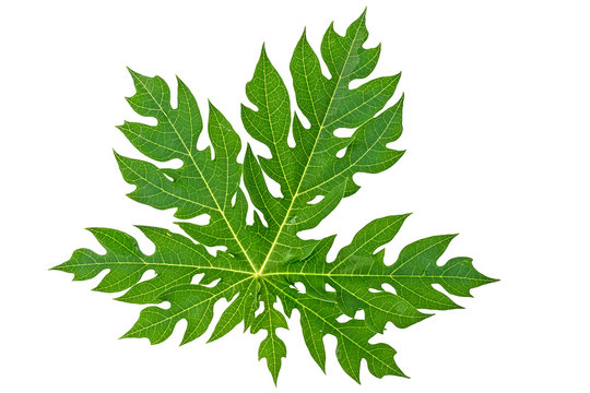 Fototapeta Papaya leaf isolated on white.