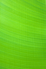 banana leaf