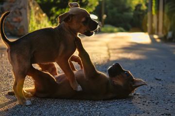 Puppy fight...