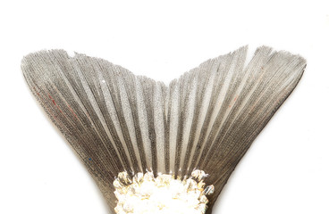 fish tail on a white background