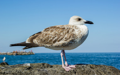 Seagull on a rock