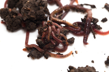 worm in the ground on a white background