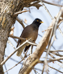 Indian starling Outdoors