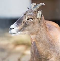 portrait of a goat