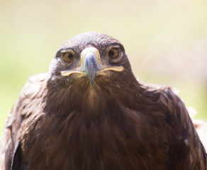 eagle portrait on nature