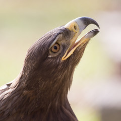 eagle portrait on nature